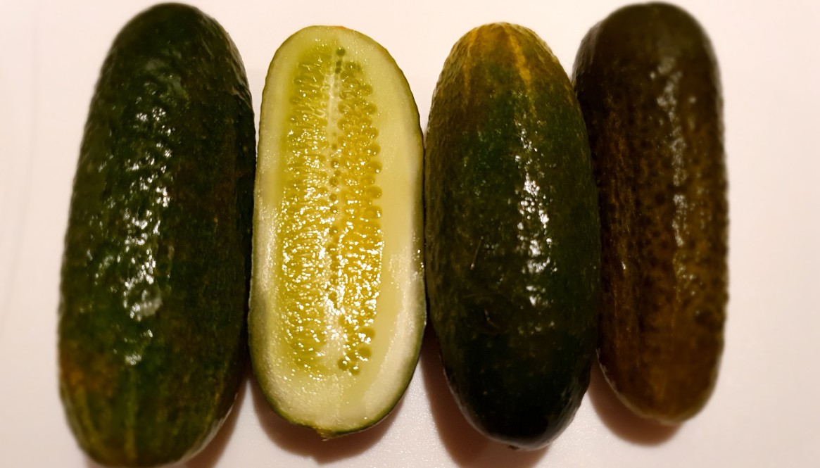 Fresh salted pickles